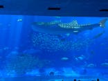 沖縄美ら海水族館に投稿された画像（2022/6/24）