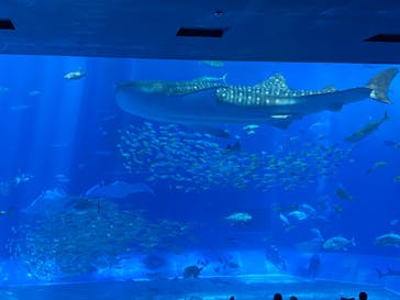 沖縄美ら海水族館に投稿された画像（2022/6/24）