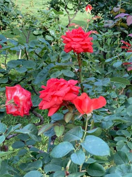 鳩山会館に投稿された画像（2022/6/24）