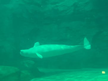 名古屋港水族館に投稿された画像（2022/6/24）