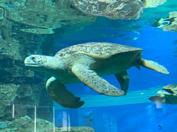 名古屋港水族館に投稿された画像（2022/6/24）