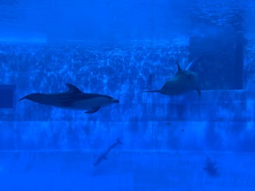 名古屋港水族館に投稿された画像（2022/6/24）