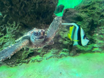 鴨川シーワールドに投稿された画像（2022/6/24）