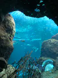 新江ノ島水族館に投稿された画像（2022/6/24）