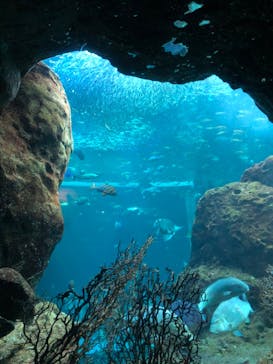 新江ノ島水族館に投稿された画像（2022/6/24）