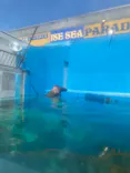 ゼロ距離水族館 伊勢シーパラダイスに投稿された画像（2022/6/24）