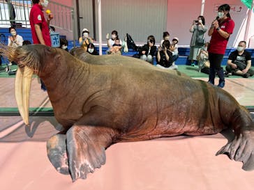 ゼロ距離水族館 伊勢シーパラダイスに投稿された画像（2022/6/24）