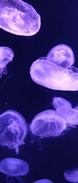 伊豆・三津シーパラダイスに投稿された画像（2022/6/24）