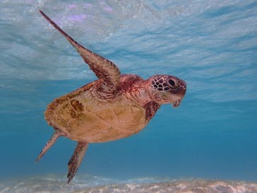 宮古島 ADVENTURE PiPi（ミヤコジマ アドベンチャー ピピ）に投稿された画像（2022/6/24）