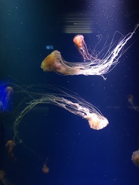 鴨川シーワールドに投稿された画像（2022/6/25）