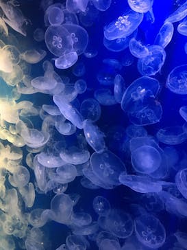 鴨川シーワールドに投稿された画像（2022/6/25）