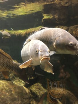 鴨川シーワールドに投稿された画像（2022/6/25）