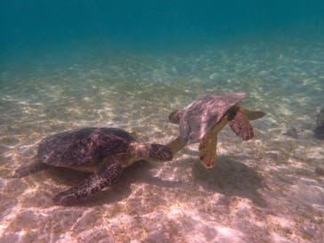 ちゃこたびに投稿された画像（2022/6/25）