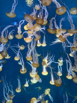 新江ノ島水族館に投稿された画像（2022/6/25）