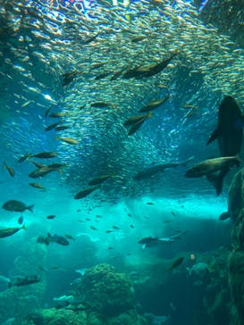 新江ノ島水族館に投稿された画像（2022/6/25）