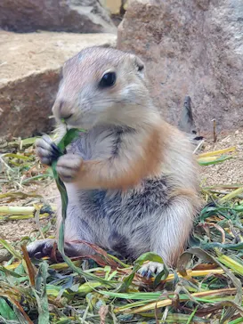 神戸どうぶつ王国に投稿された画像（2022/6/25）