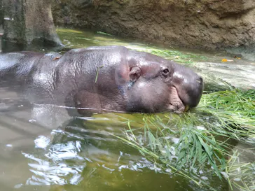 神戸どうぶつ王国に投稿された画像（2022/6/25）