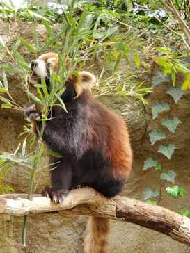 神戸どうぶつ王国に投稿された画像（2022/6/25）
