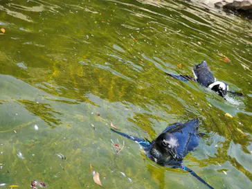 神戸どうぶつ王国に投稿された画像（2022/6/25）