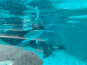 鴨川シーワールドに投稿された画像（2022/6/25）