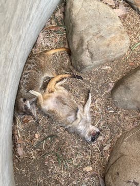 群馬サファリパークに投稿された画像（2022/6/25）