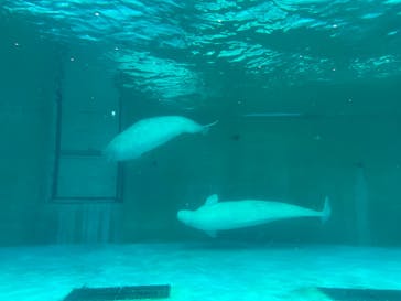 鴨川シーワールドに投稿された画像（2022/6/25）