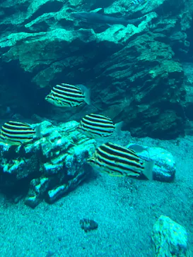 仙台うみの杜水族館に投稿された画像（2022/6/25）