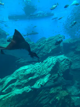 仙台うみの杜水族館に投稿された画像（2022/6/25）