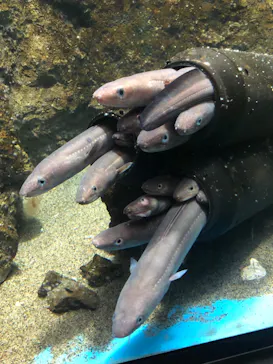 仙台うみの杜水族館に投稿された画像（2022/6/25）