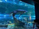 しながわ水族館に投稿された画像（2022/6/25）