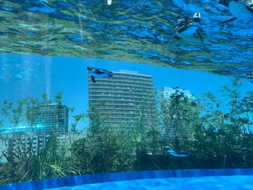サンシャイン水族館に投稿された画像（2022/6/25）