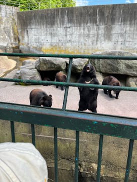 奥飛騨クマ牧場に投稿された画像（2022/6/25）