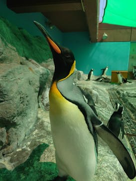 登別マリンパークニクスに投稿された画像（2022/6/25）