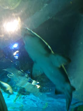 登別マリンパークニクスに投稿された画像（2022/6/25）