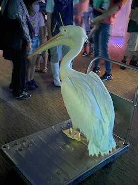 大分マリーンパレス水族館 「うみたまご」に投稿された画像（2022/6/25）