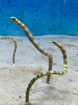 大分マリーンパレス水族館 「うみたまご」に投稿された画像（2022/6/25）