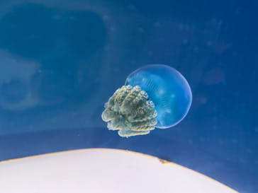 大分マリーンパレス水族館 「うみたまご」に投稿された画像（2022/6/25）