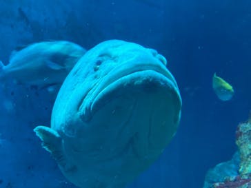 大分マリーンパレス水族館 「うみたまご」に投稿された画像（2022/6/25）