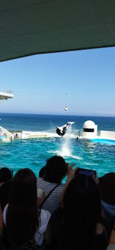 鴨川シーワールドに投稿された画像（2022/6/25）