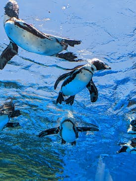 サンシャイン水族館に投稿された画像（2022/6/25）