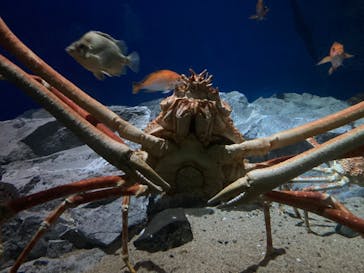 名古屋港水族館に投稿された画像（2022/6/25）