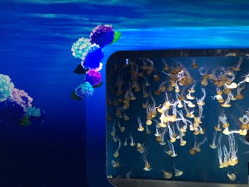 新江ノ島水族館に投稿された画像（2022/6/25）