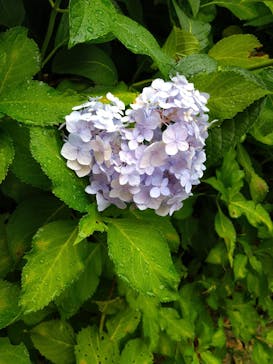 京阪電車に投稿された画像（2022/6/25）