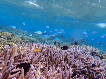 西表島 ADVENTURE PiPi（アドベンチャーピピ）に投稿された画像（2022/6/25）