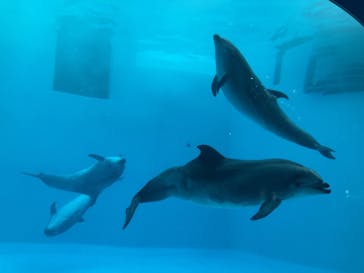 名古屋港水族館に投稿された画像（2022/6/25）