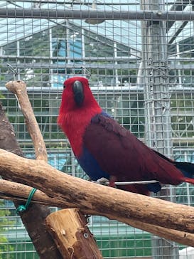 富士花鳥園に投稿された画像（2022/6/25）