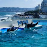 鴨川シーワールドに投稿された画像（2022/6/26）