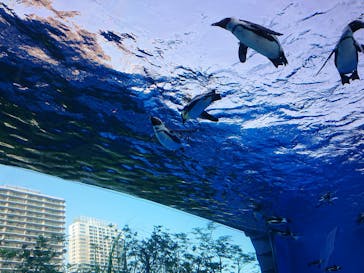 サンシャイン水族館に投稿された画像（2022/6/25）