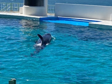 鴨川シーワールドに投稿された画像（2022/6/26）