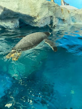 鴨川シーワールドに投稿された画像（2022/6/26）